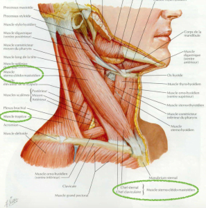 Muscles du cou